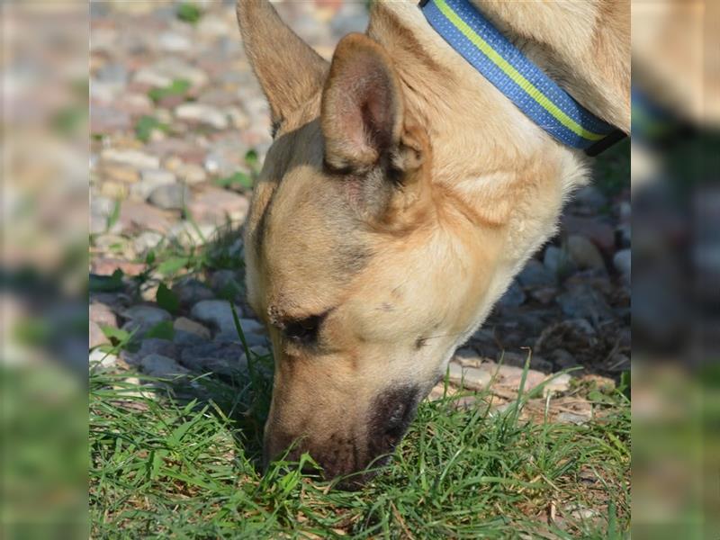 „Klausi“, ca. 2022 geboren, sucht „seine“ Menschen. Bindet sich an seine Bezugsperson