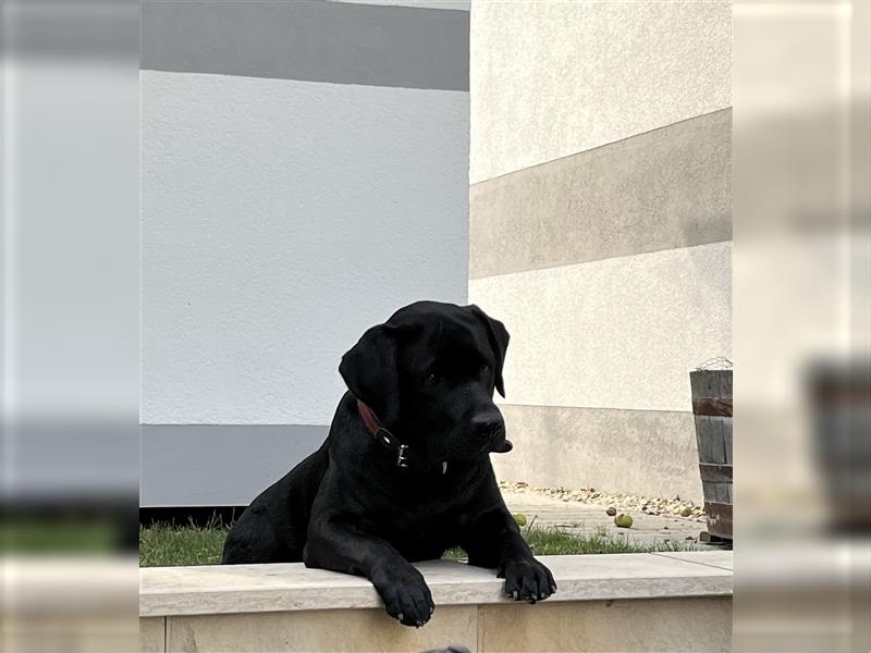 Wurfankündigung Labrador Welpen