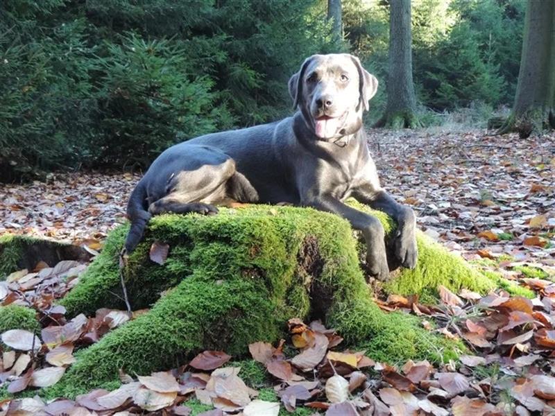 Labrador Welpen Charcoal & Silver Reservierung / Wurfankündigung