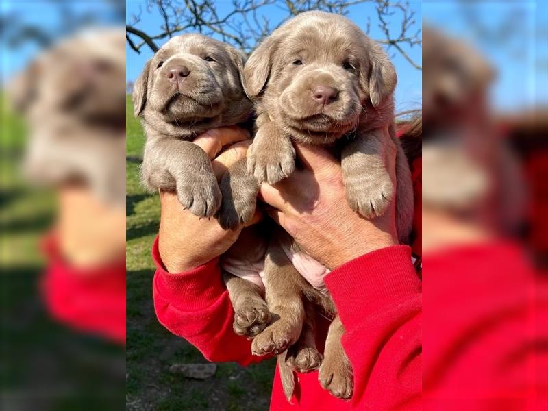 Labrador Welpen Charcoal & Silver Reservierung / Wurfankündigung