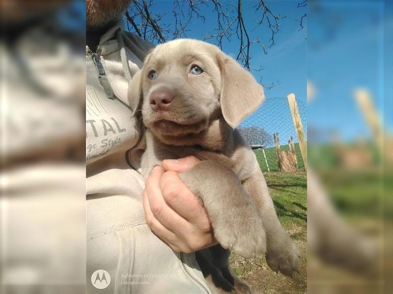 Labrador Welpen Charcoal & Silver Reservierung / Wurfankündigung