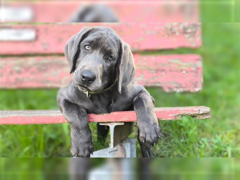 Labrador Welpen Charcoal & Silver Reservierung / Wurfankündigung