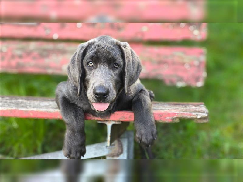 Labrador Welpen Charcoal & Silver Reservierung / Wurfankündigung