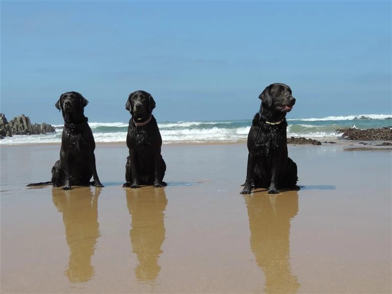 Labrador Welpen Charcoal & Silver Reservierung / Wurfankündigung