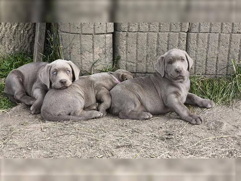 Labrador Welpen Charcoal & Silver Reservierung / Wurfankündigung