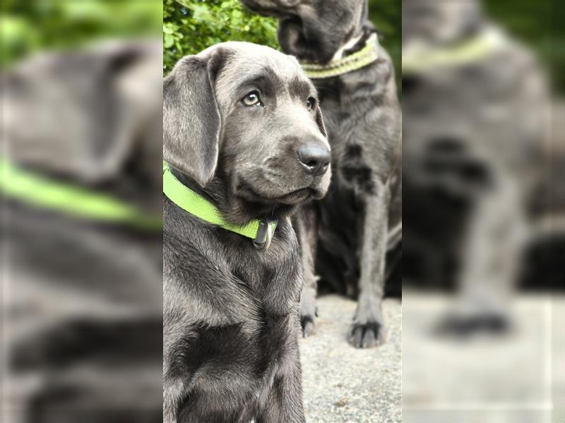 Labrador Welpen Charcoal & Silver Reservierung / Wurfankündigung