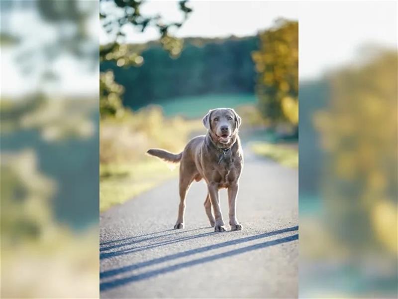 Labrador Welpen Charcoal & Silver Reservierung / Wurfankündigung