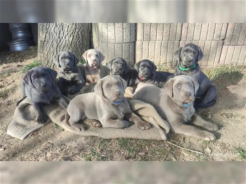 Labrador Welpen Charcoal & Silver Reservierung / Wurfankündigung