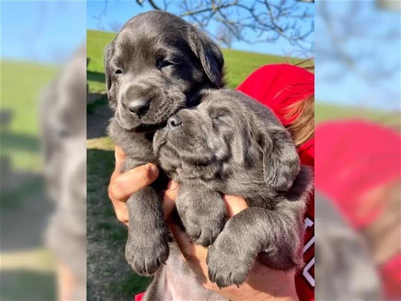 Labrador Welpen Charcoal & Silver Reservierung / Wurfankündigung