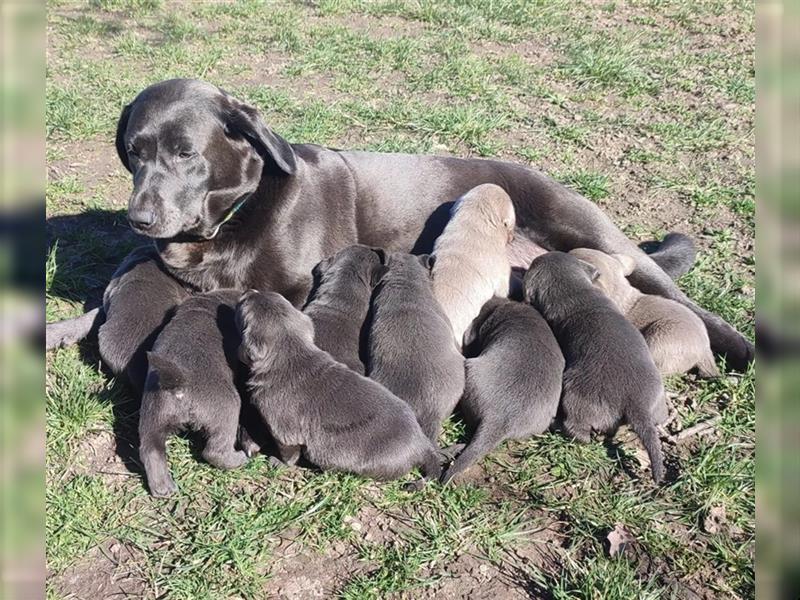 Labrador Welpen Charcoal & Silver Reservierung / Wurfankündigung