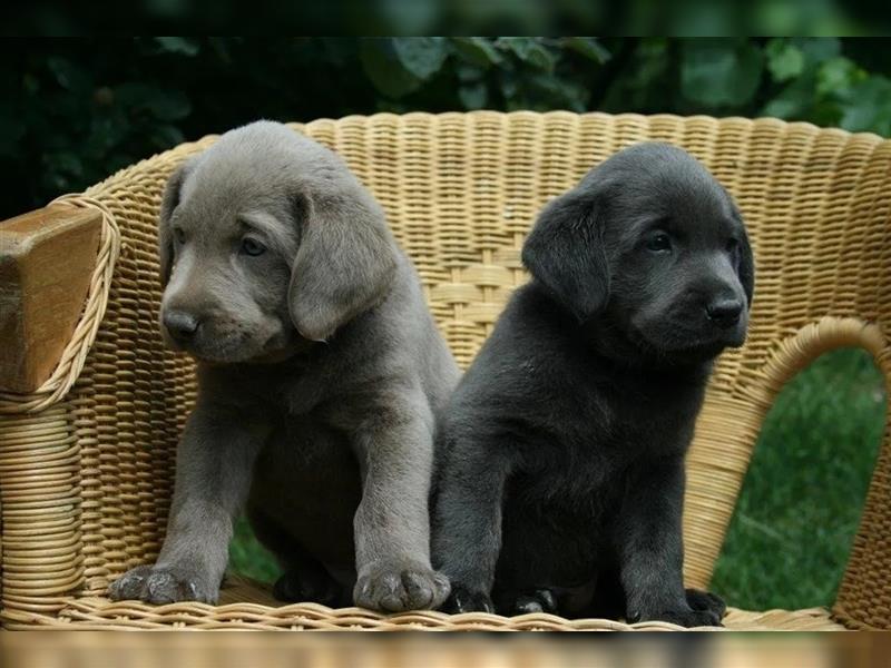 Labrador Welpen Charcoal & Silver Reservierung / Wurfankündigung