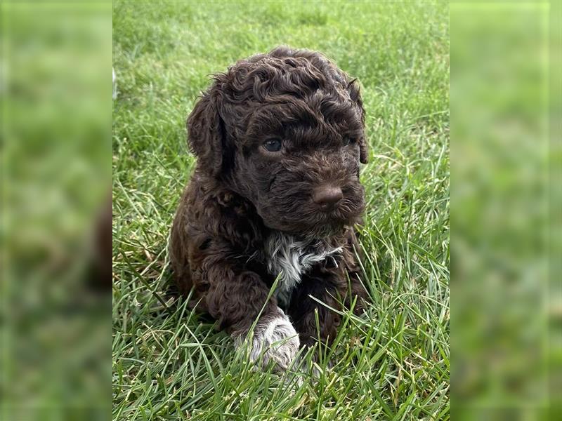 Lagotto Romagnolo, Welpen von ausgezeichneter Qualität