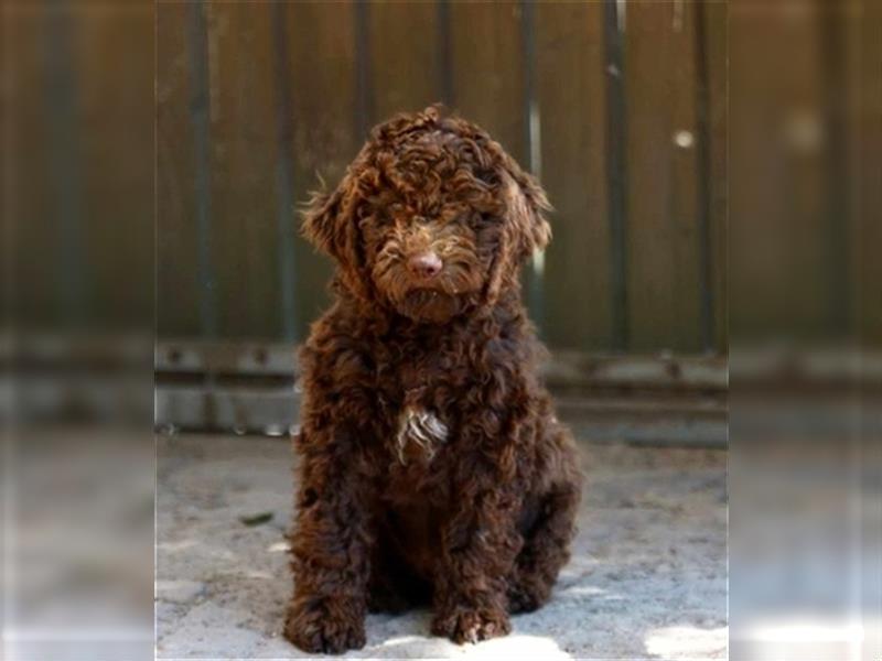 Lagotto Romagnolo