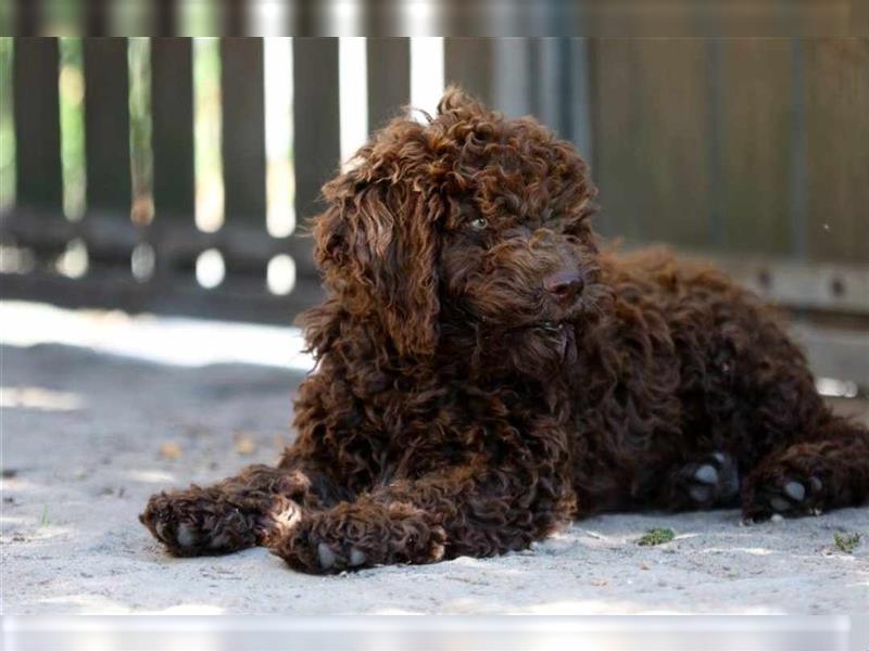 Lagotto Romagnolo