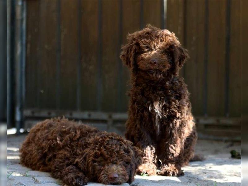 Lagotto Romagnolo