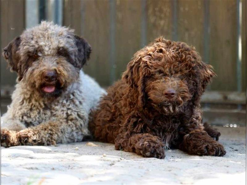 Lagotto Romagnolo