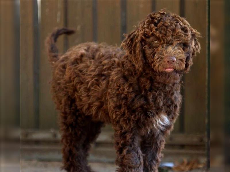 Lagotto Romagnolo