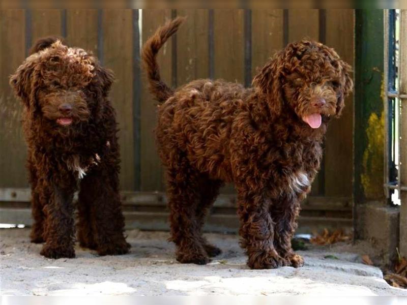 Lagotto Romagnolo