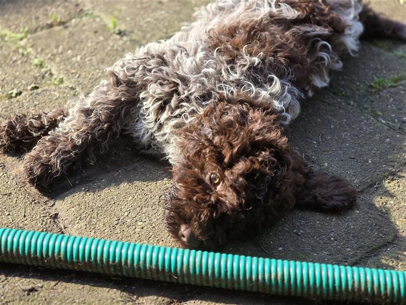 Lagotto Romagnolo Welpen, 4 Hündinnen suchen ein Zuhause