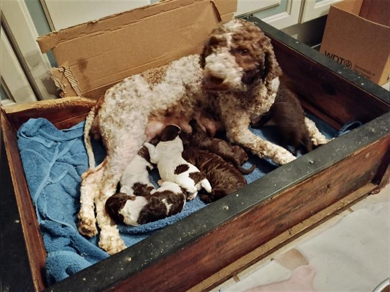 Lagotto Romagnolo Welpen, 4 Hündinnen suchen ein Zuhause