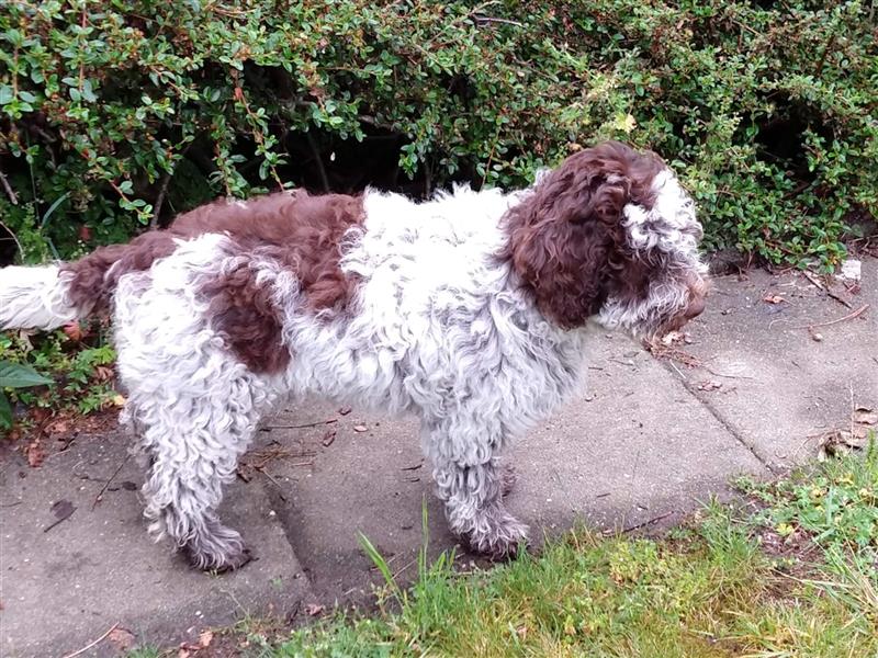 Lagotto Romagnolo Welpen, 4 Hündinnen suchen ein Zuhause