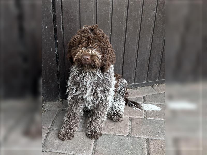 Lagotto Romagnolo Welpen, 4 Hündinnen suchen ein Zuhause