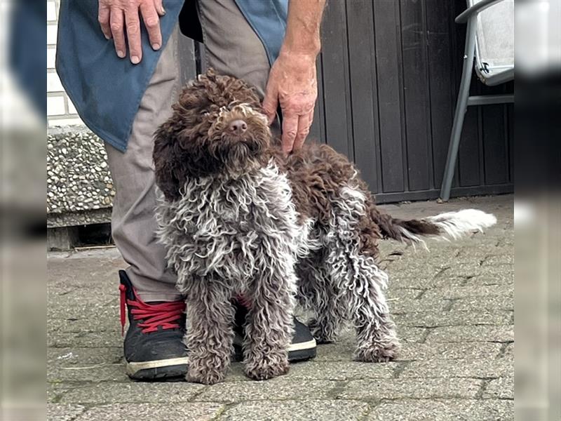 Lagotto Romagnolo Welpen, 4 Hündinnen suchen ein Zuhause