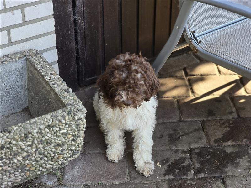 Lagotto Romagnolo Welpen, 4 Hündinnen suchen ein Zuhause