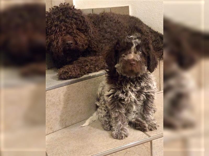 Lagotto Romagnolo Welpen, 4 Hündinnen suchen ein Zuhause