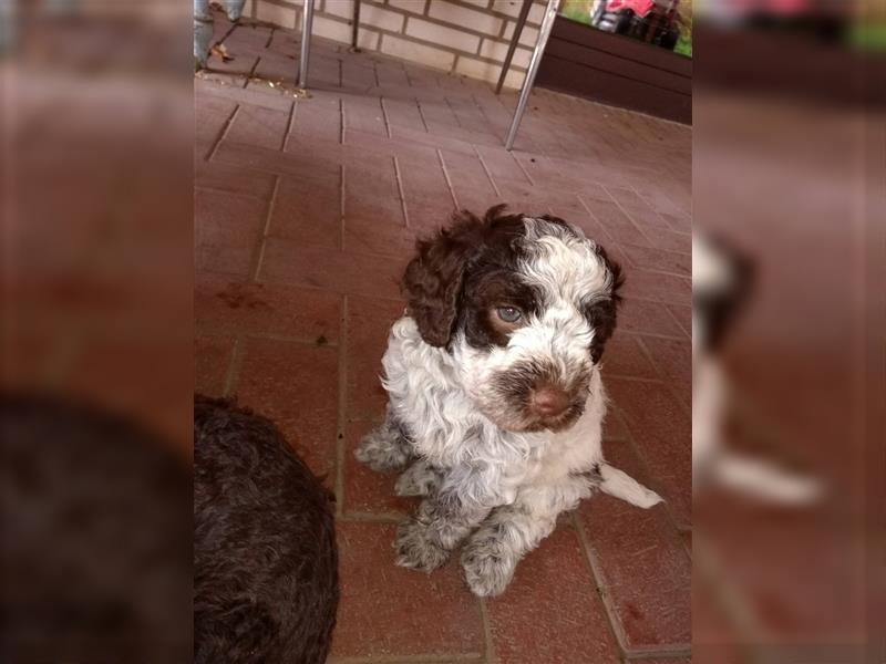 Lagotto Romagnolo Welpen, 4 Hündinnen suchen ein Zuhause