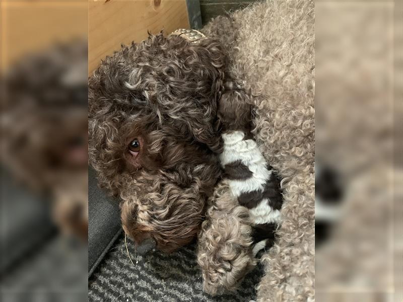 Lagotto Romagnolo Welpen