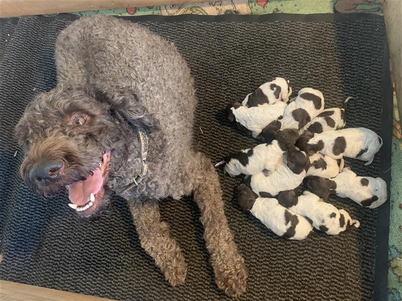 Lagotto Romagnolo Welpen