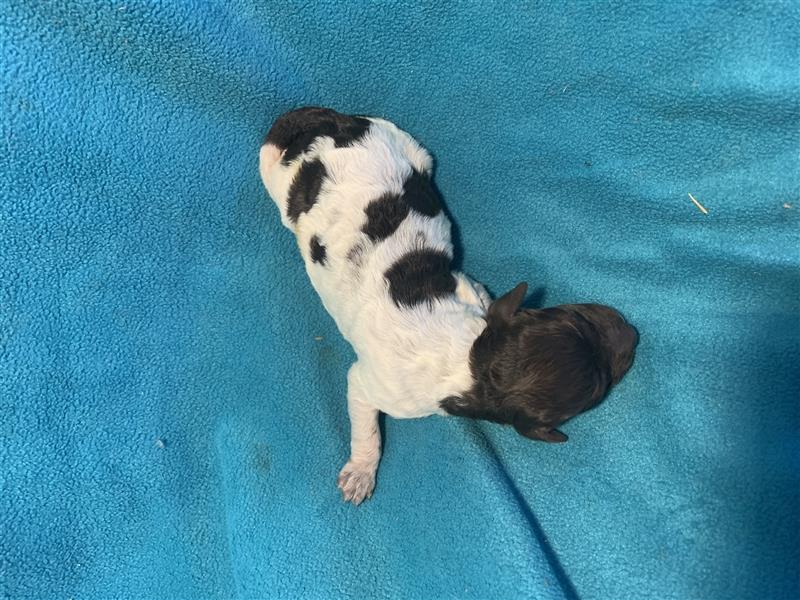 Lagotto Romagnolo Welpen