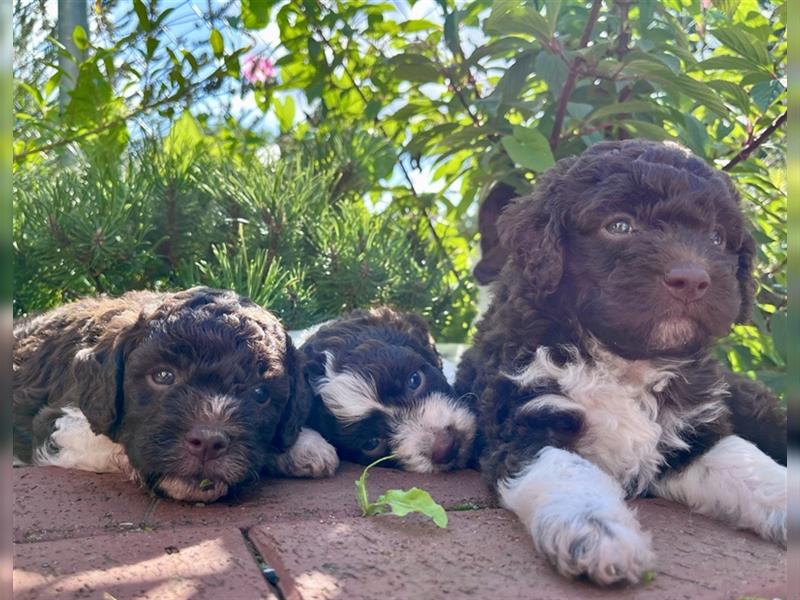 UPDATE Lagotto Romagnolo Welpen, geb. 23.07.2024