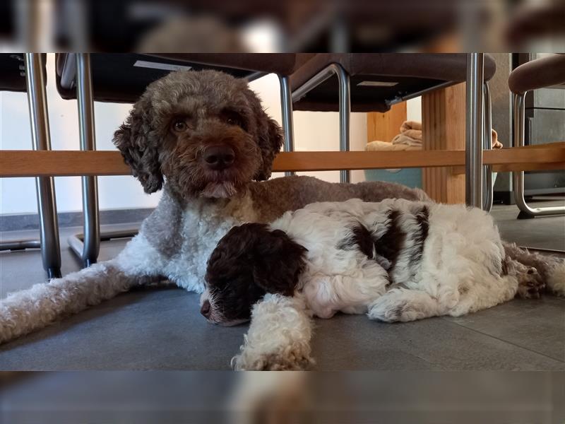 UPDATE Lagotto Romagnolo Welpen, geb. 23.07.2024