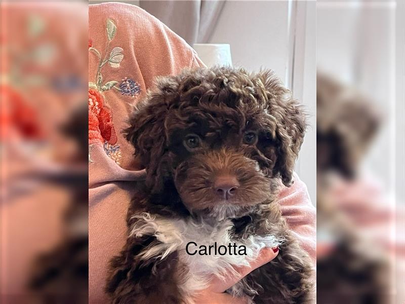 UPDATE Lagotto Romagnolo Welpen, geb. 23.07.2024