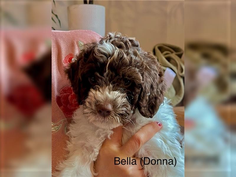 UPDATE Lagotto Romagnolo Welpen, geb. 23.07.2024