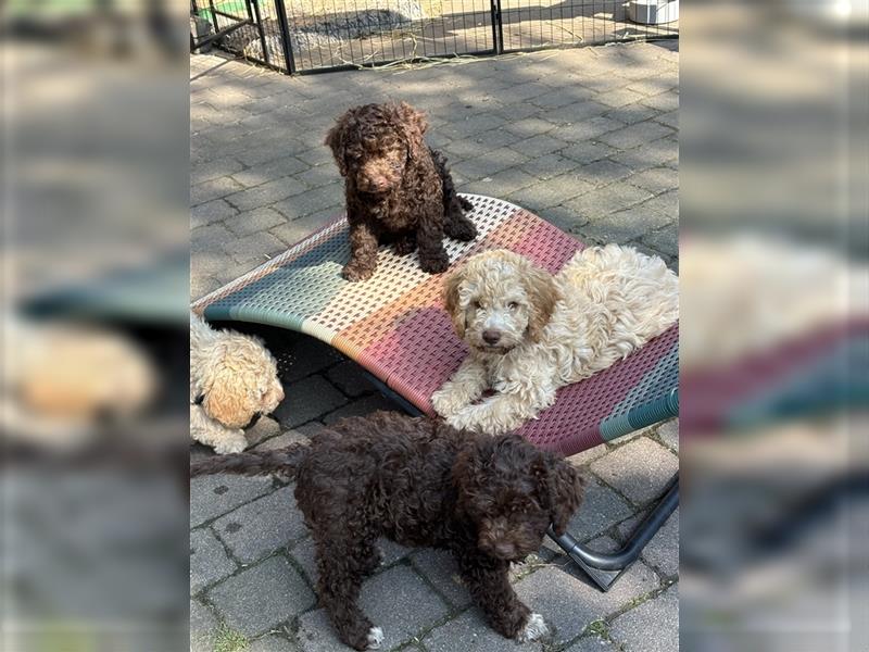 Lagotto Romagnolo Welpen