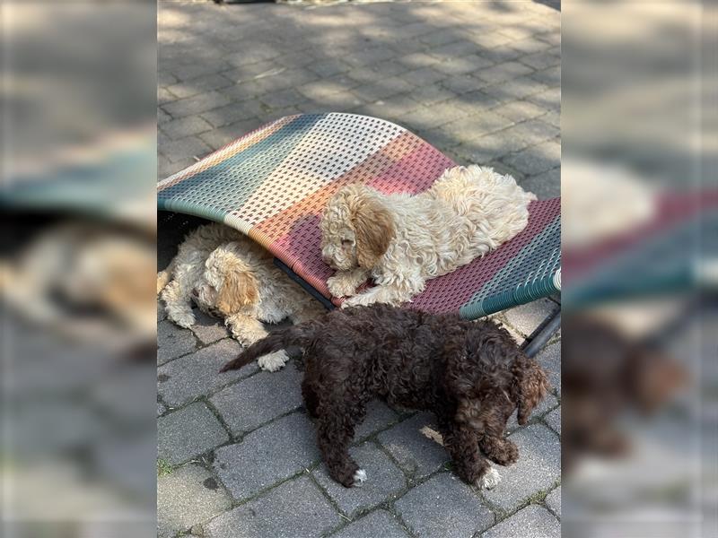 Lagotto Romagnolo Welpen