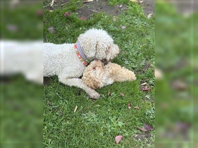 Lagotto Romagnolo Welpen