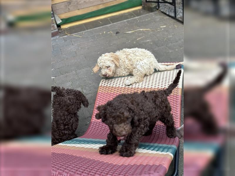 Lagotto Romagnolo Welpen