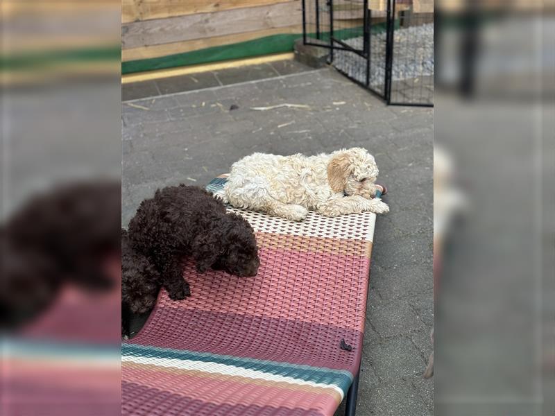 Lagotto Romagnolo Welpen