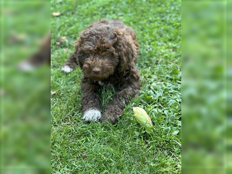 Lagotto Romagnolo Welpen