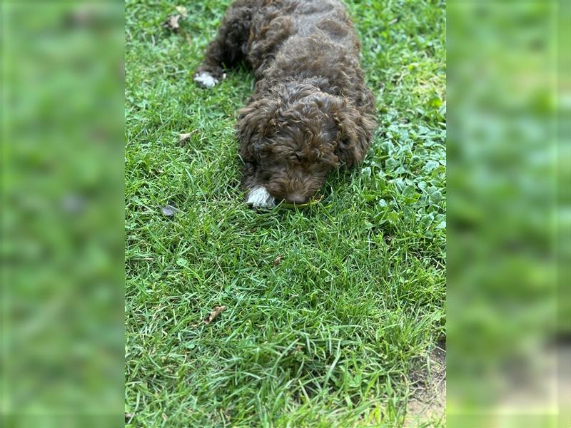 Lagotto Romagnolo Welpen