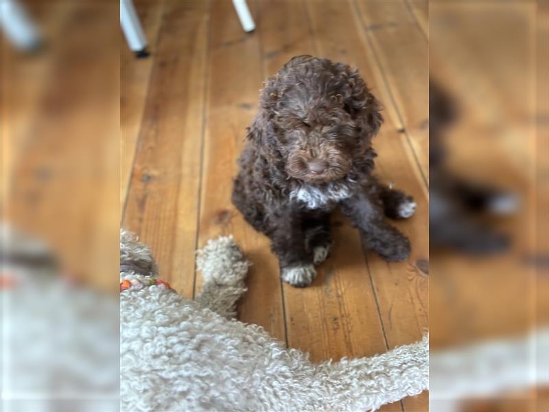 Lagotto Romagnolo Welpen