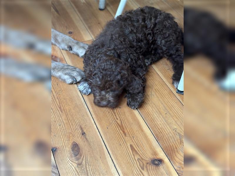 Lagotto Romagnolo Welpen