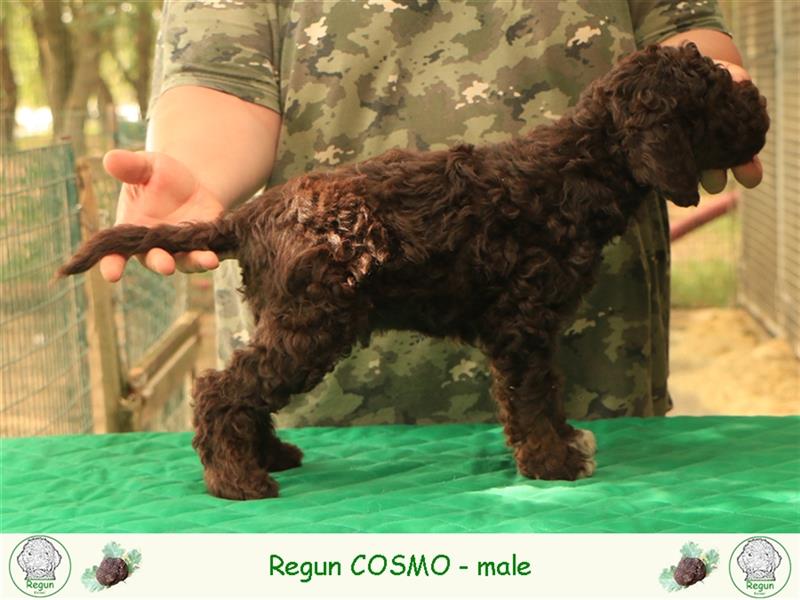 Lagotto romagnolo