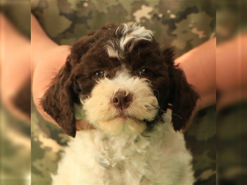 Lagotto romagnolo