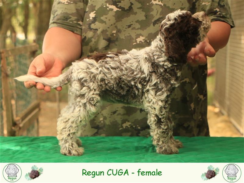 Lagotto romagnolo