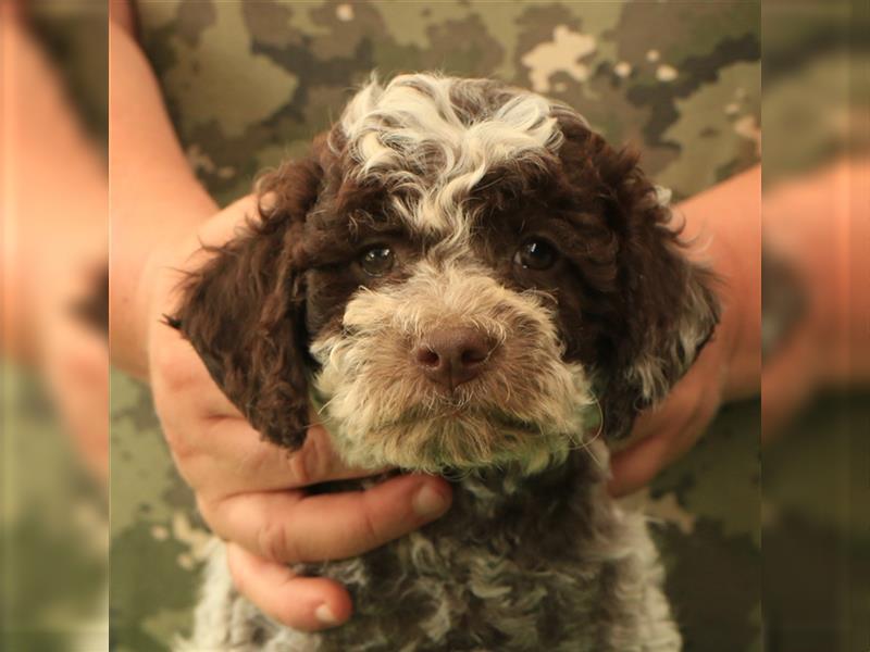 Lagotto romagnolo